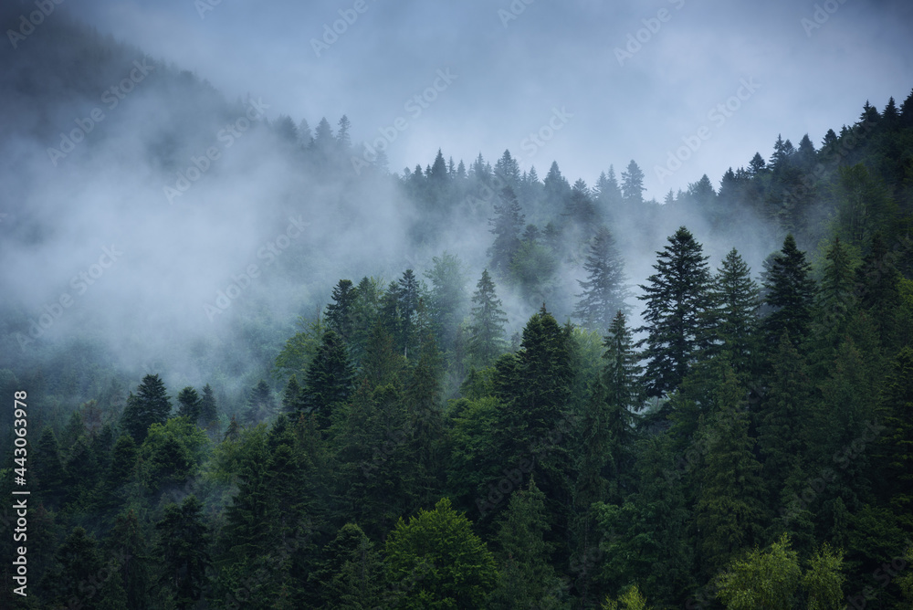 Spruce forest after the summer rain