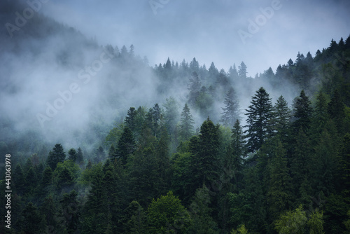 Spruce forest after the summer rain © Bashkatov