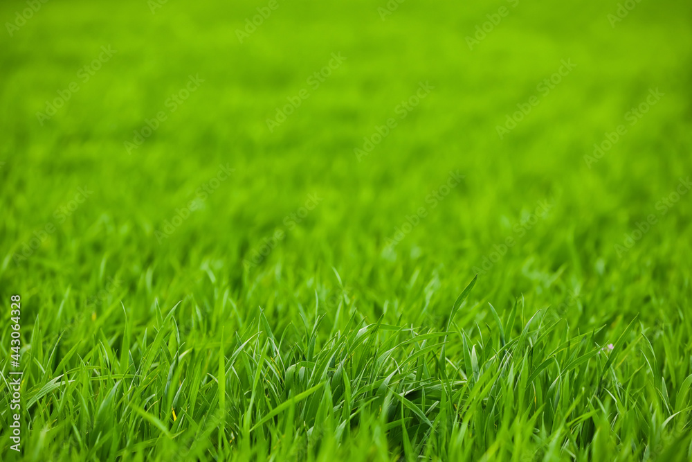Fresh green grass on field Fresh green grass on field