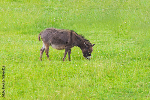 Gray brown donkey grazing on rural village meadow on summer day.copy space.Green background.