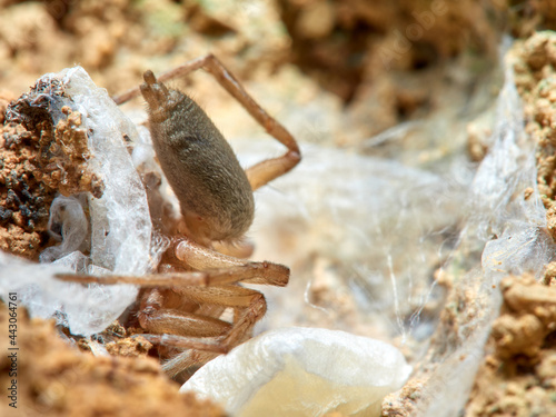 Land spider. Gnaphosidae family.  photo