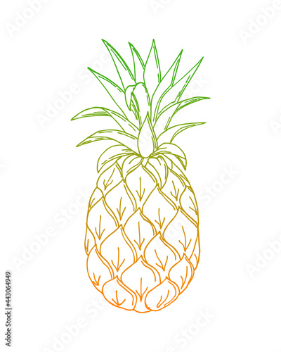 Pineapple doodling, ananas, color orang green gradient contour hand drawing, on a white background, isolated. Vector