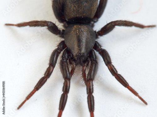 Black spider. Gnaphosidae family. 