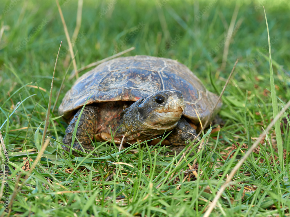 Leprous turtle. Mauremys leprous Leprous turtle. Mauremys leprous