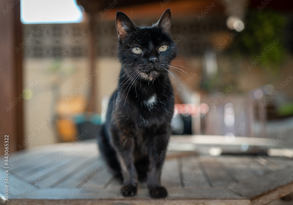 black cat with yellow eyes sitting on a table in the garden , looks at the camera angry