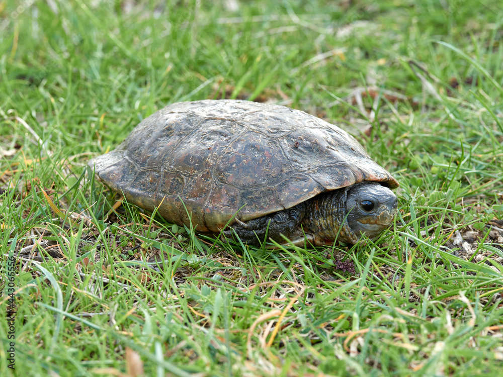 Leprous turtle. Mauremys leprous Leprous turtle. Mauremys leprous