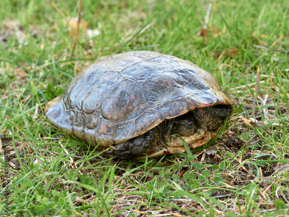 Leprous tortoise. Mauremys leprous Leprous tortoise. Mauremys leprous