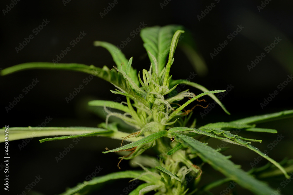 Cannabis plant, marijuana, hemp flower closeup shot grow in natural outdoor. Its bud, leaves, oil, flower use in alternative medical. THC and CBD for health. Indica or sativa.