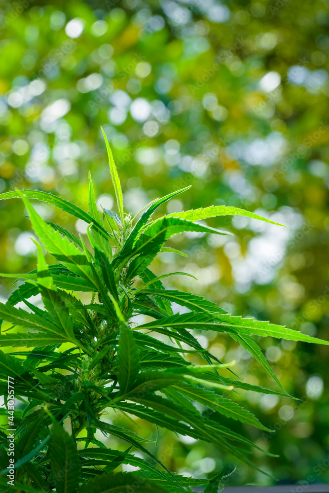 Obraz premium Cannabis plant, marijuana, hemp flower closeup shot grow in natural outdoor. Its bud, leaves, oil, flower use in alternative medical. THC and CBD for health. Indica or sativa.