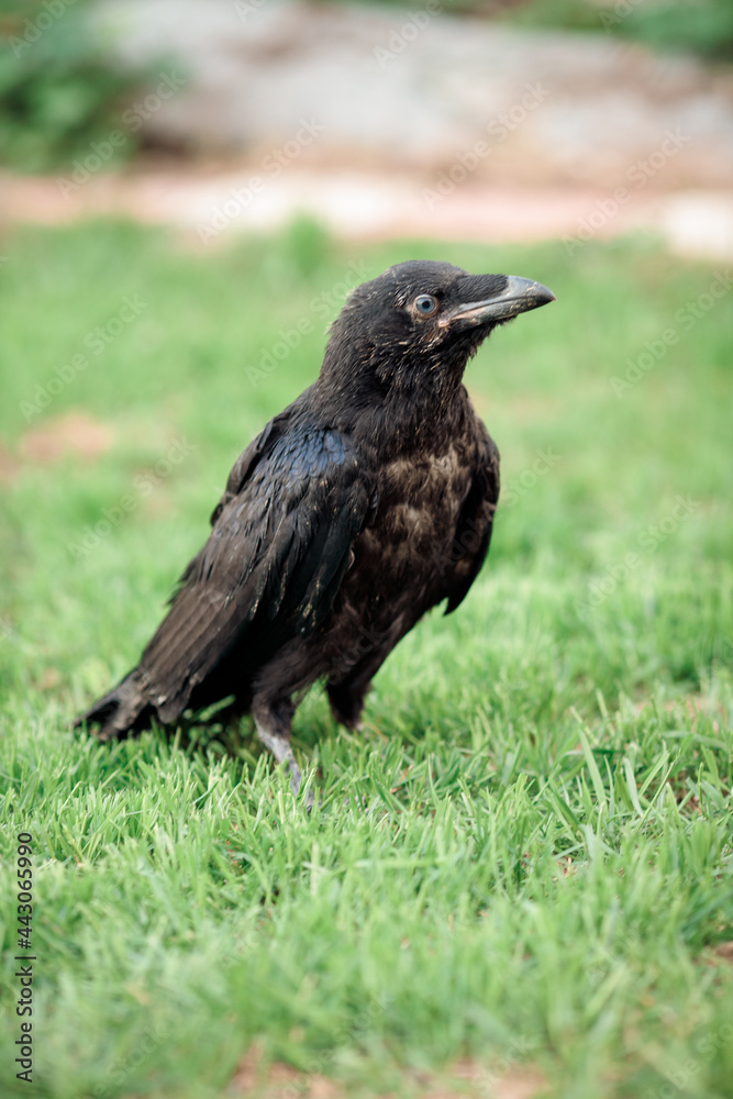 black live adult raven portrait stands on the green grass on a sunny day looking at the camera black live adult raven portrait stands on the green grass on a sunny day looking at the camera