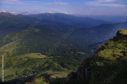 Mountain landscape with forest in the summer. Silhouettes of fir trees in the fog