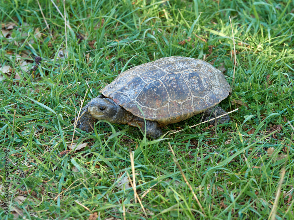 Leprous tortoise. Mauremys leprous Leprous tortoise. Mauremys leprous