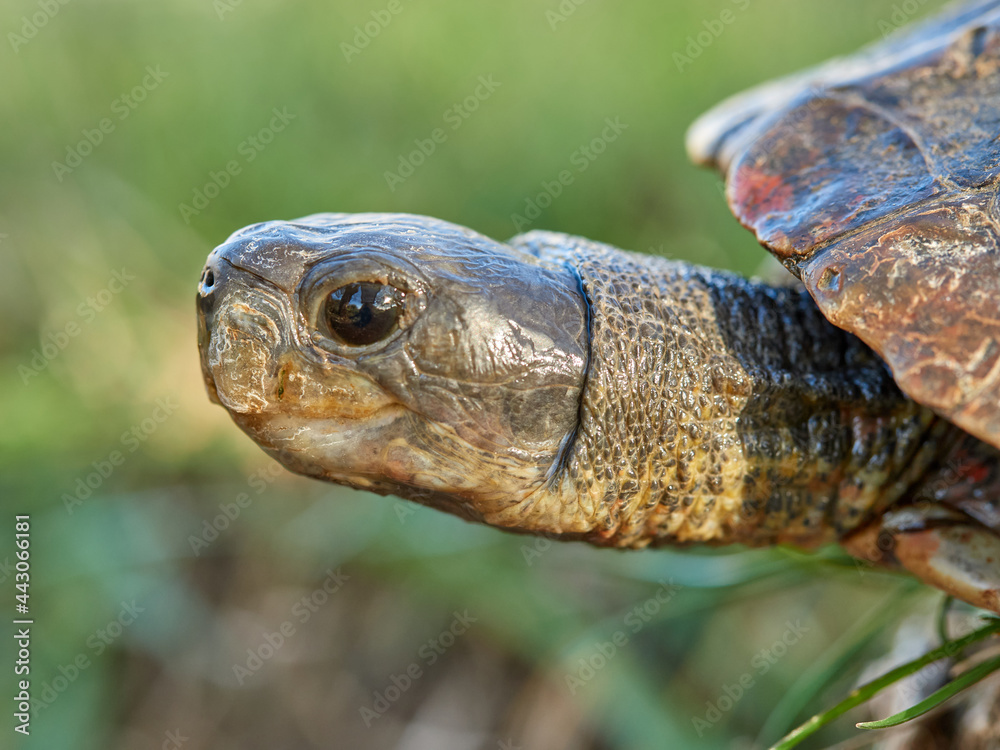 Leprous tortoise. Mauremys leprous Leprous tortoise. Mauremys leprous