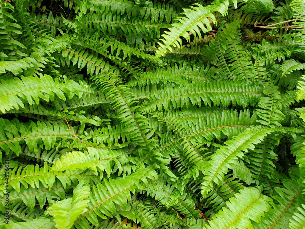 fern leaves fern leaves