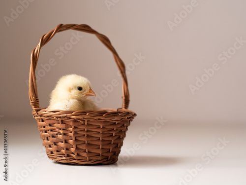 Wielkanocny kurczak w koszyku