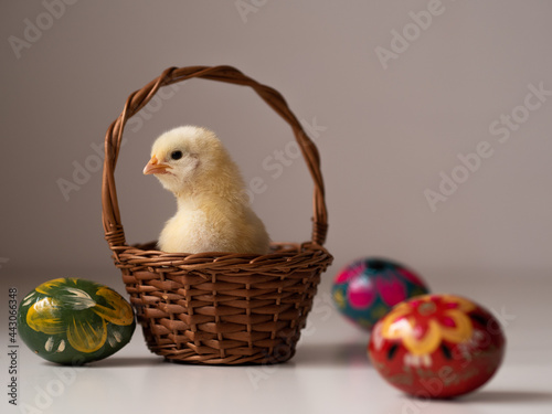 Wielkanocny kurczak siedzący w koszyku