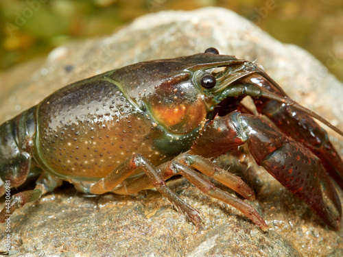 Red Swamp Crayfish. Procambarus clarkii © Macronatura.es