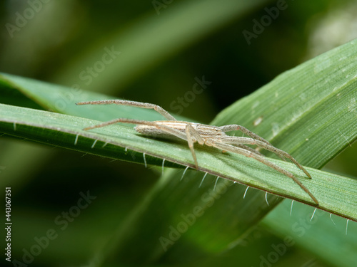 Grass Spiders. Tibellus genus.