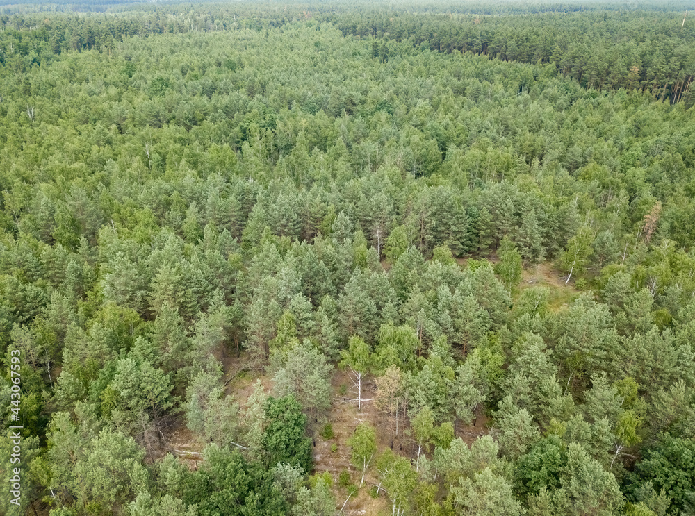 Green forest in summer. Aerial drone view.