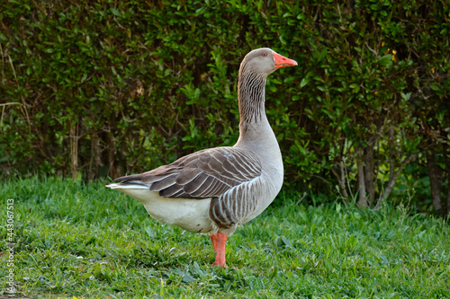 Domestic Greylag Goose. Anser anser var. domesticus