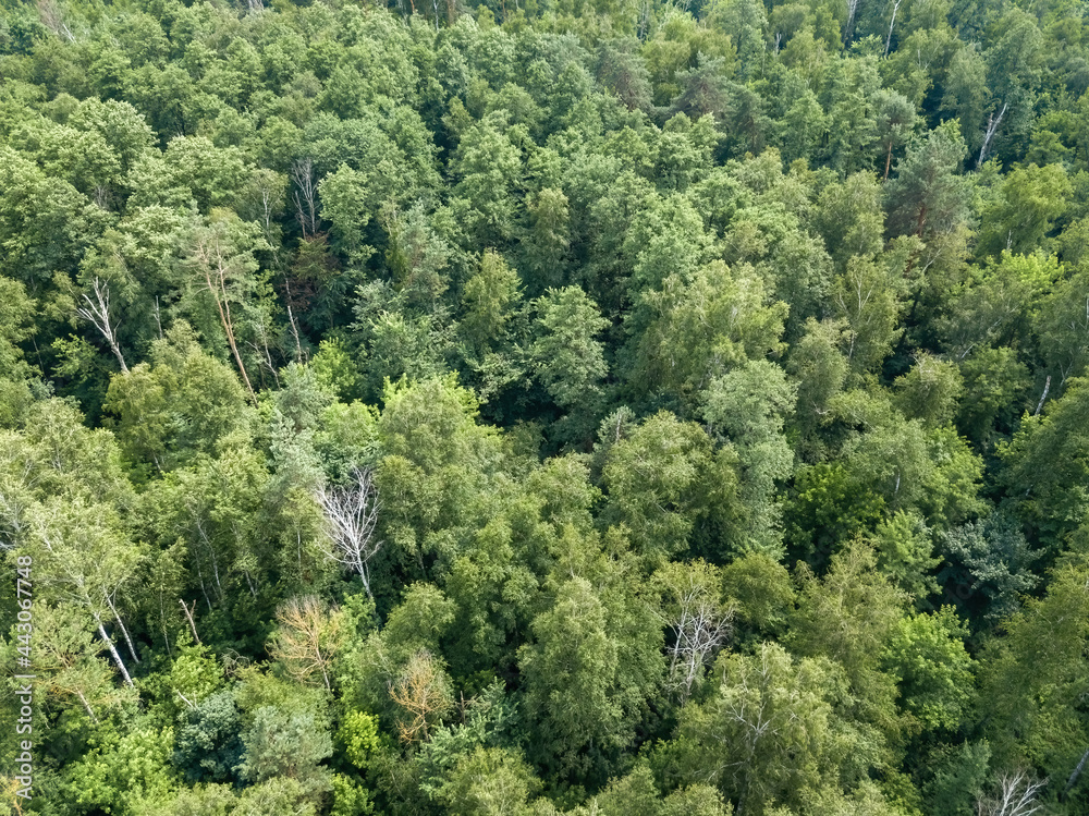 Green forest in summer. Aerial drone view. Green forest in summer. Aerial drone view.