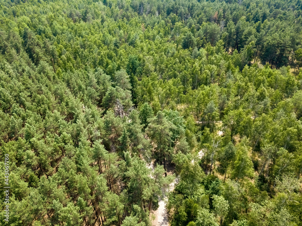 Dirt path in the summer green forest. Aerial drone view. Dirt path in the summer green forest. Aerial drone view.
