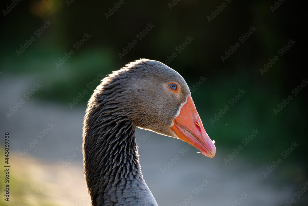 Domestic Greylag Goose. Anser anser var. domesticus Domestic Greylag Goose. Anser anser var. domesticus