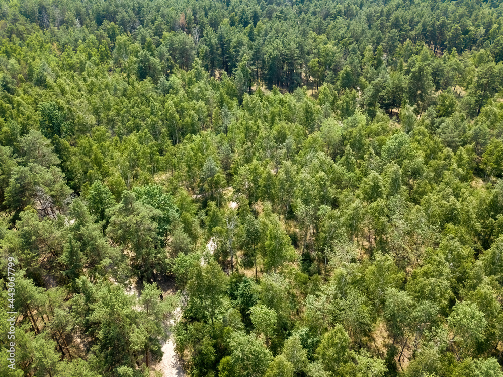 Dirt path in the summer green forest. Aerial drone view.