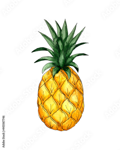 Pineapple vector watercolor sketch, black outline, orange green color, hand drawing, on a white background, isolated. Vector illustration