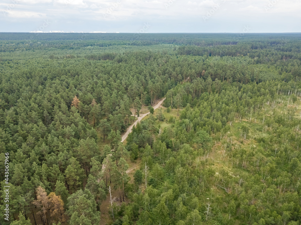 Dirt path in the summer green forest. Aerial drone view.