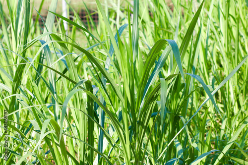 Napier Grass, Penisetum Purpureum: Grass for animals, buffalo grass in Thailand photo