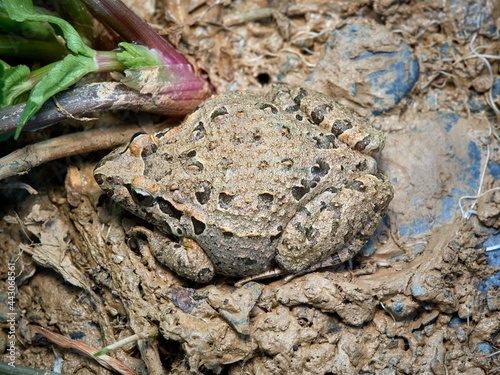 Iberian Painted Frog. Discoglossus galganoi photo