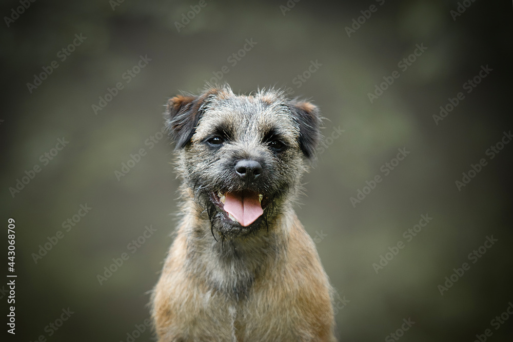 Amazing border terrier dog portrait of head Amazing border terrier dog portrait of head
