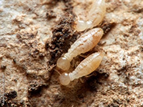 Termite. Reticulitermes lucifugus