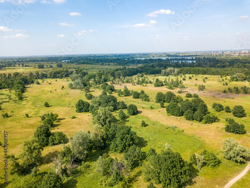 Green bushes in the meadow in summer. Aerial drone view.