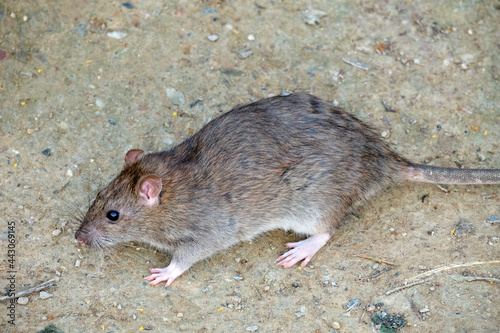 Brawn rat. Rattus norvegicus