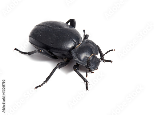 Black beetle. Morica planata. 