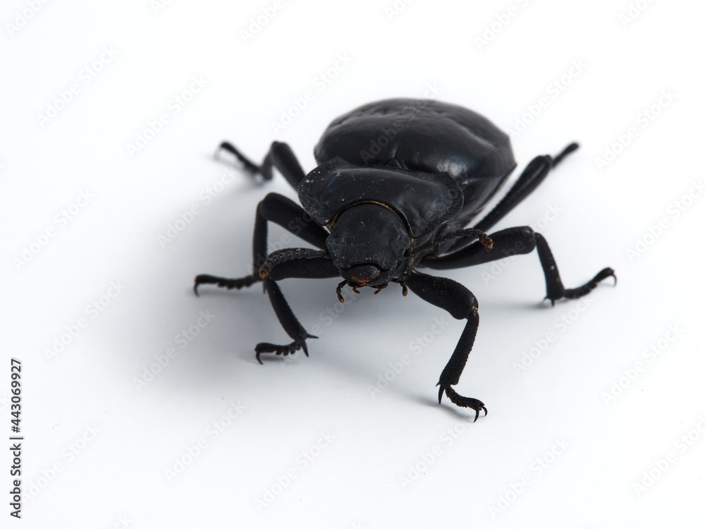 Black beetle. Morica planata.
Black beetle. Morica planata.