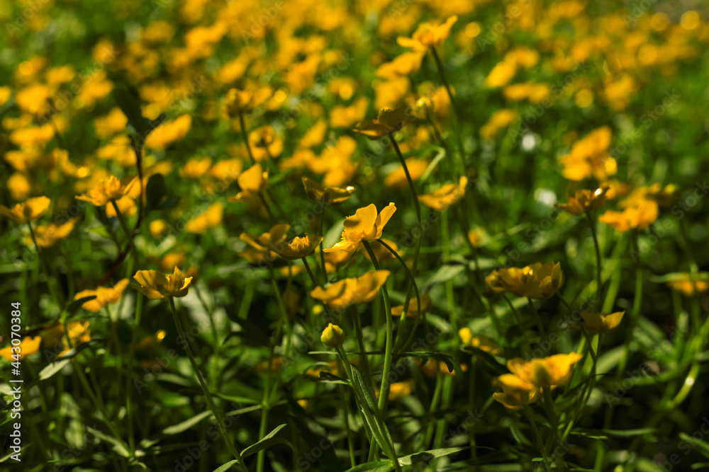 Small yellow wild flowers Ranunculus crowfoot Buttercup on natural green grass blurred background. Close up. Selective soft focus. Shallow depth of field. Text copy space. Small yellow wild flowers Ranunculus crowfoot Buttercup on natural green grass blurred background. Close up. Selective soft focus. Shallow depth of field. Text copy space.