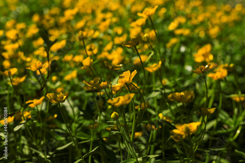 Small yellow wild flowers Ranunculus crowfoot Buttercup on natural green grass blurred background. Close up. Selective soft focus. Shallow depth of field. Text copy space.