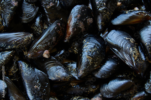 Obraz na plátně Blue mussels pattern, healthy seafood