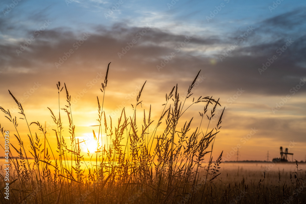 sunrise in the field