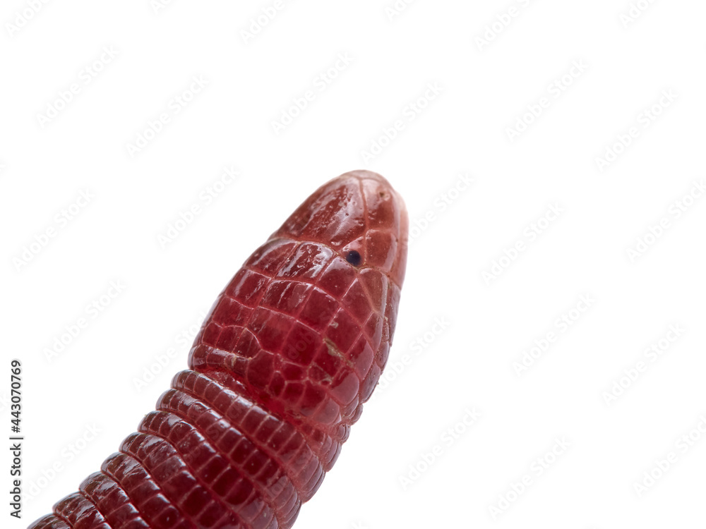 Iberian worm lizard. Blanus cinereus Iberian worm lizard. Blanus cinereus
