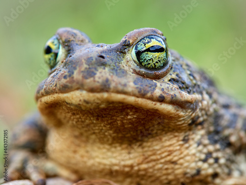 Natterjack Toad. Epidalea calamita. photo