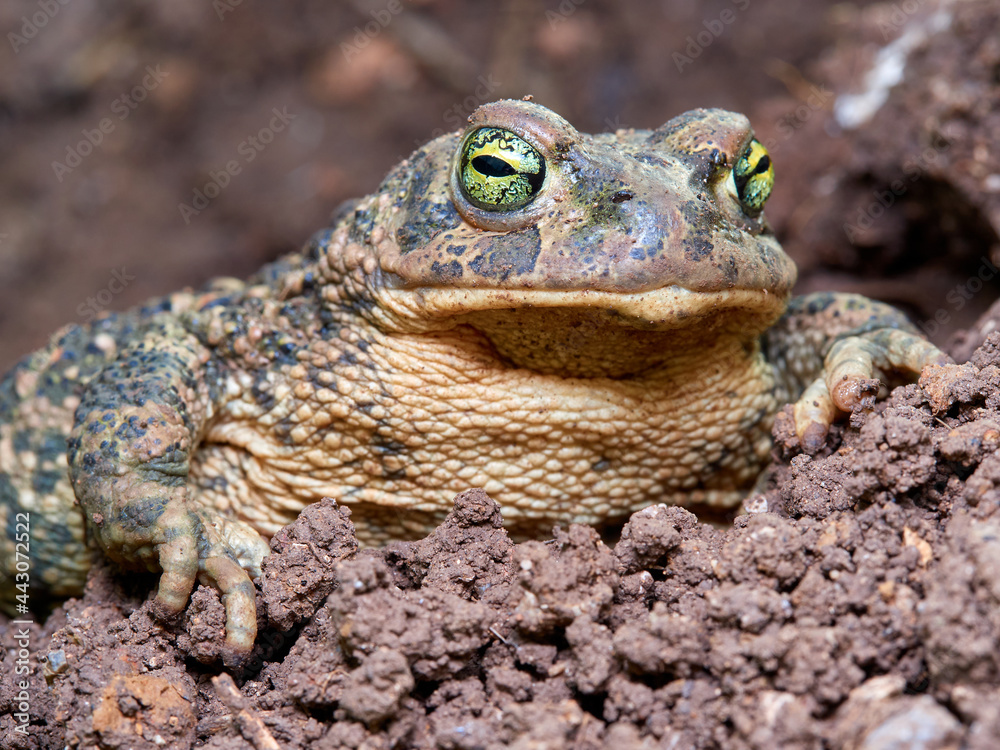 Obraz premium Natterjack Toad. Epidalea Calamita