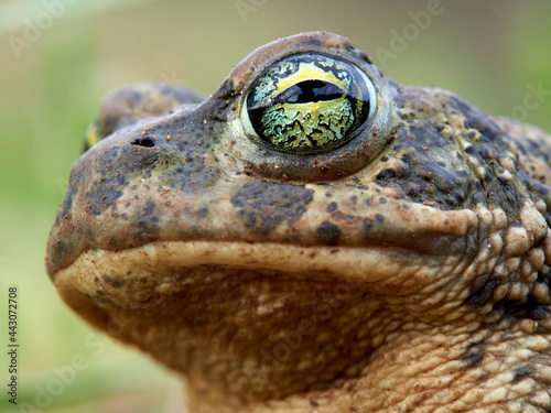 Natterjack Toad. Epidalea Calamita photo