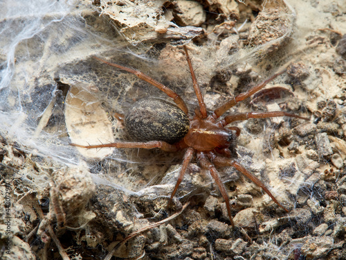 Land spider. Lycosoides coarctata photo