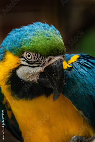 blue and yellow macaw ara