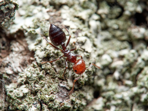 Crematogaster scutellaris. Mediterranean Acrobat Ant © Macronatura.es