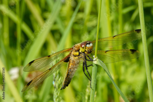 Four-spotted chaser (Libellula quadrimaculata), also known as four-spotted skimmer.